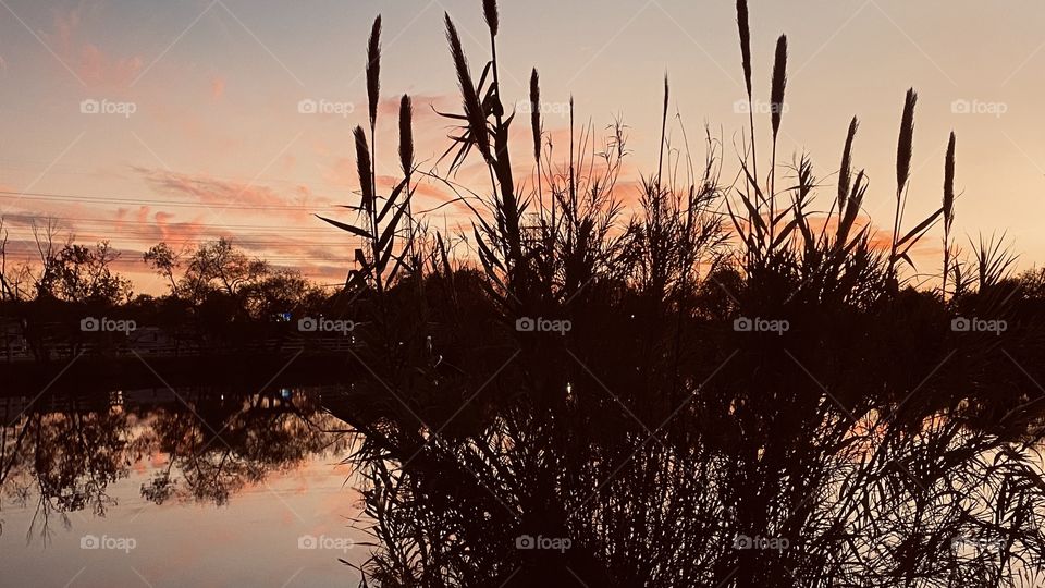 With Winter looming Cat Tails are aiming with their blooming fur waving with the gentle breezes of the evening. 