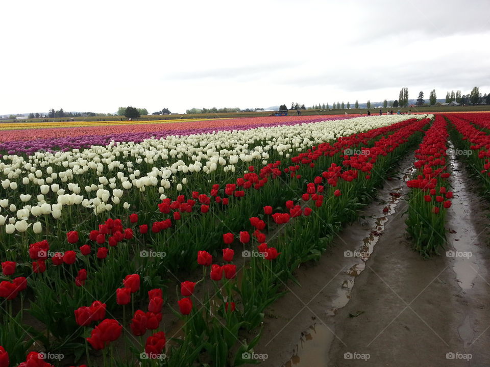 tulip rows