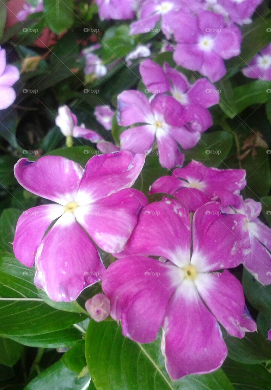 Nature, Flower, Flora, Garden, Leaf