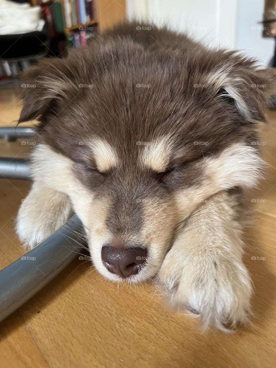 Portrait of a young Finnish Lapphund puppy