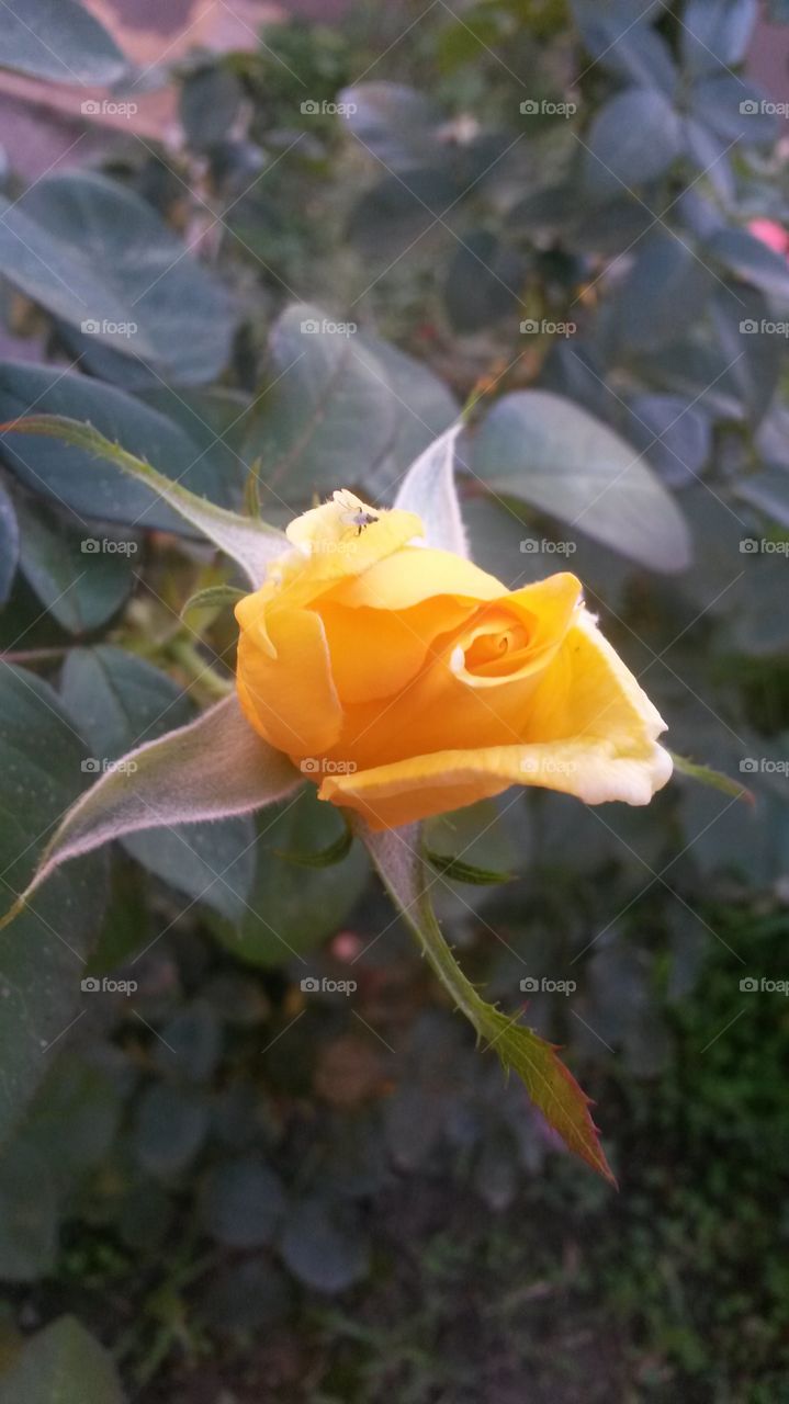 Yellow rose.
Quartu Sant'Elena, Sardinia, Italy