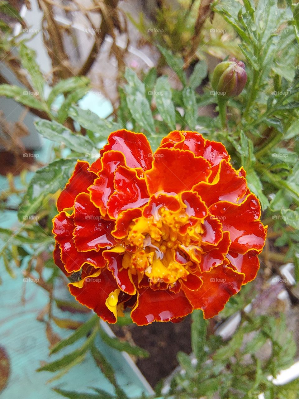 kış çiçeği