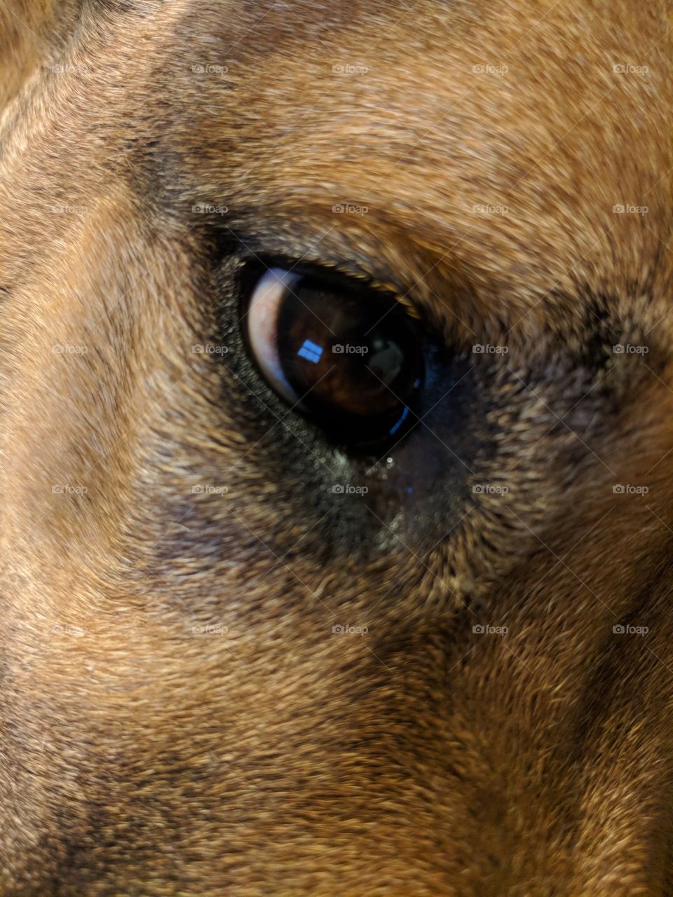 Dogs Eye