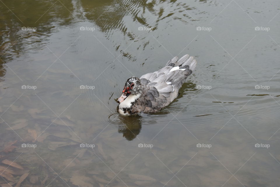 duck at the pond