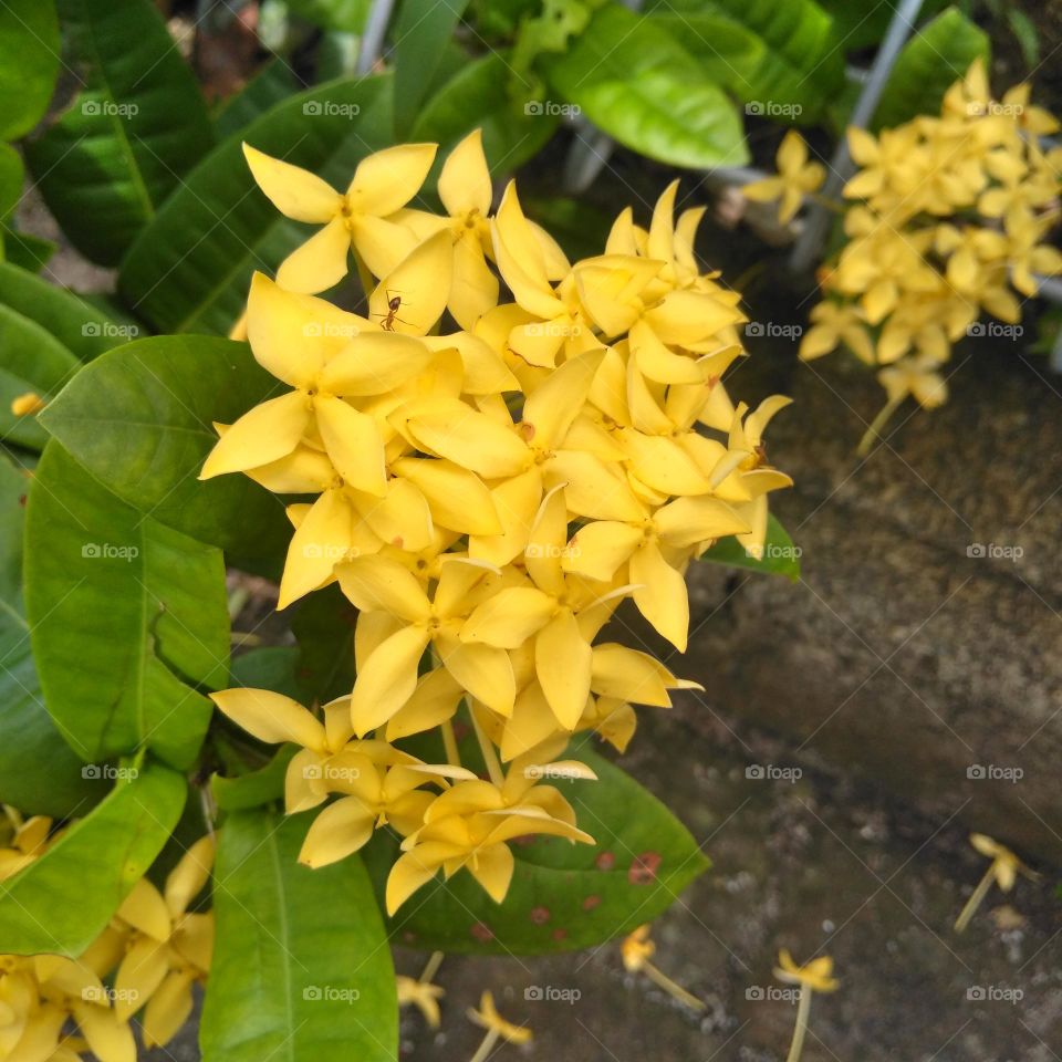 Yellow flower on the garden