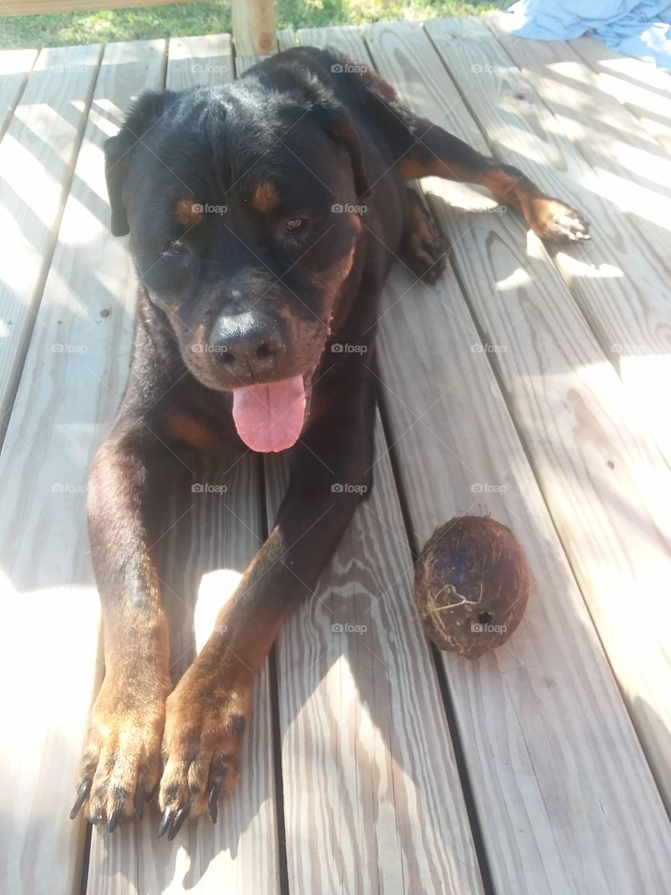 Rottweiler is amazing companion!  This big guy is very blind. he has the laser surgery and it didnt take when he was only 1year old. he is now 12 and happy as ever !