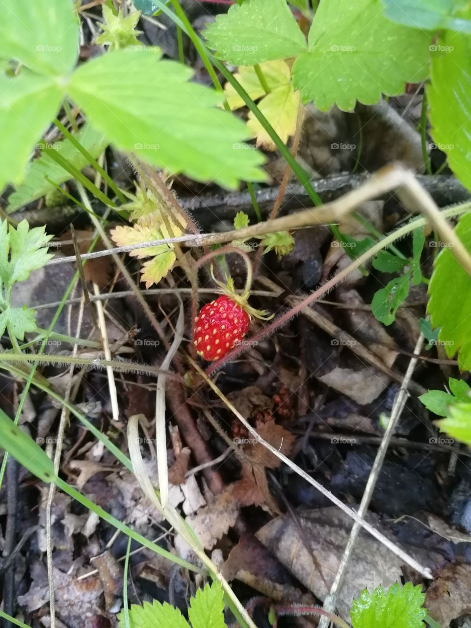 Wild strawberry
