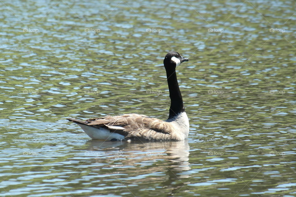 Canada goose in a pond