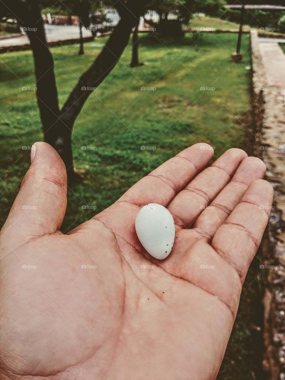 Little egg