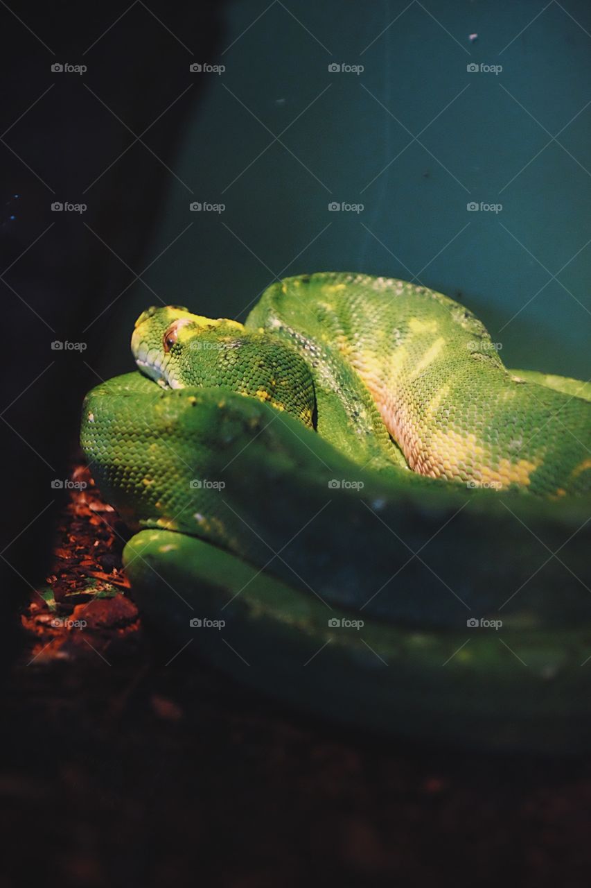 Green Snake Closeup, Animal Photography, Macro Photograph, Snake Coiled In Corner