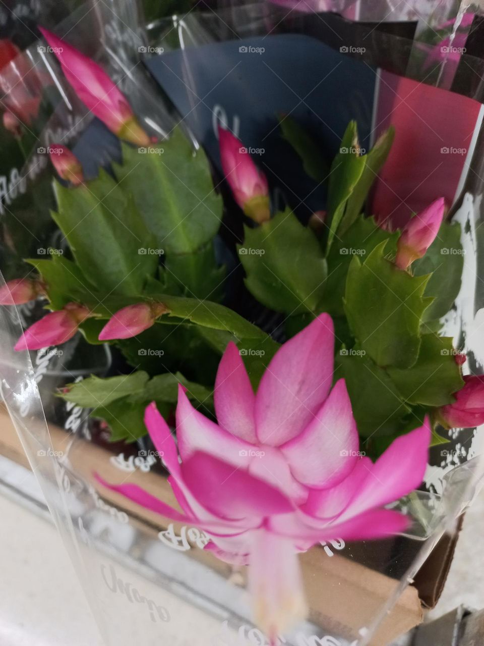 Flor de Maio, conhecida como Cacto de Natal  ou Schlumberger,  além  de bela é uma excelente  opção,  para  colorir e deixar  ambientes mais  alegres e bonitos