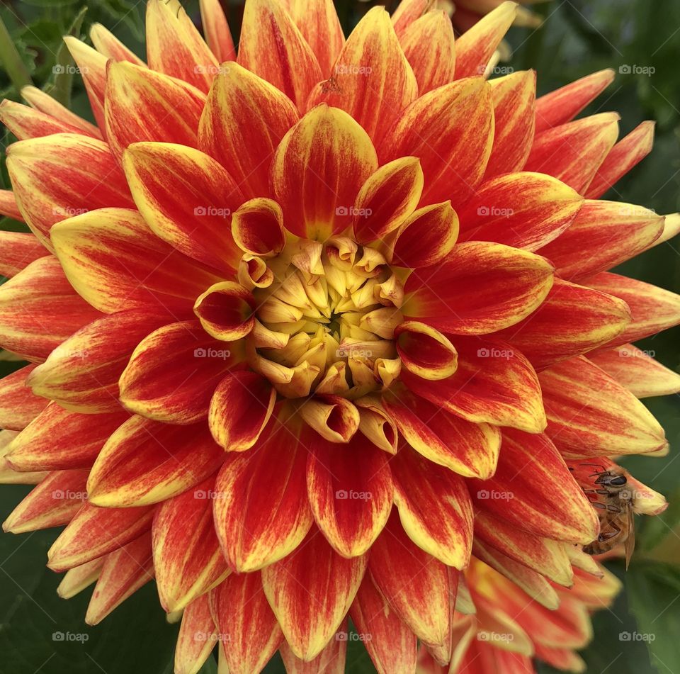 Sunburst Dahlia with pollinator