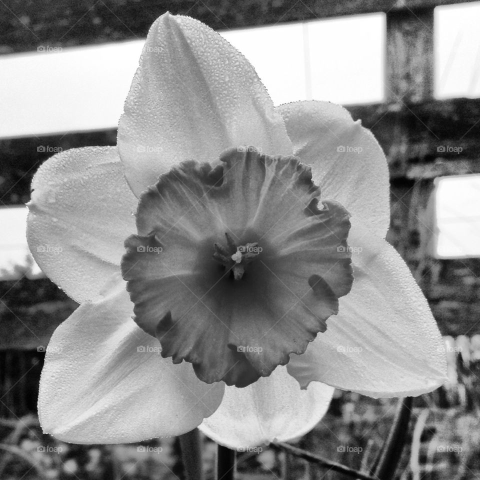 Daffodil black and white