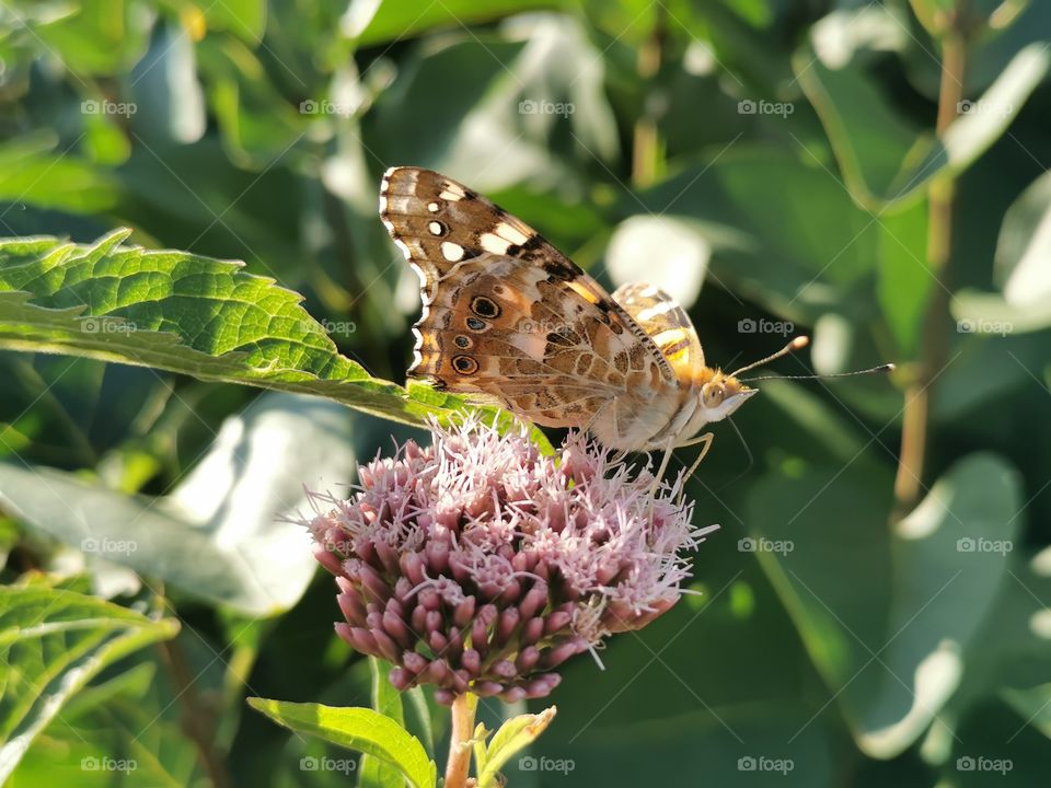 Schmetterling am Strand