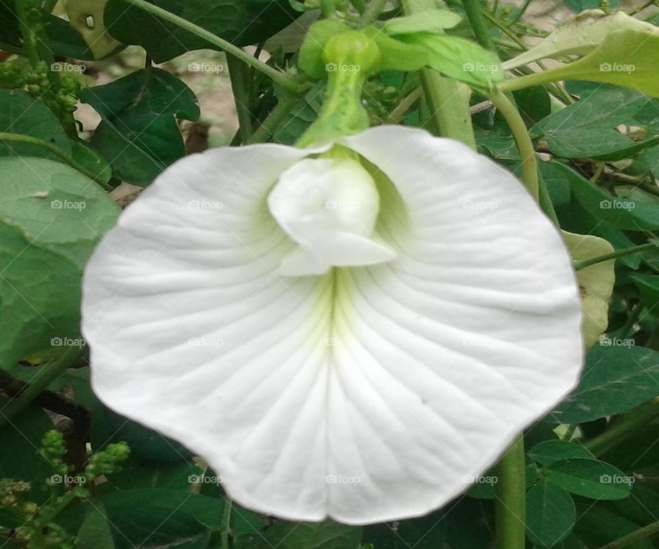 Beautiful white colour flower rare to find