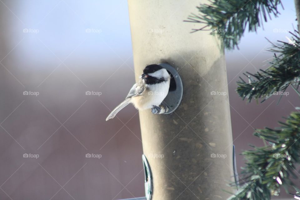 Chickadee at Feeder