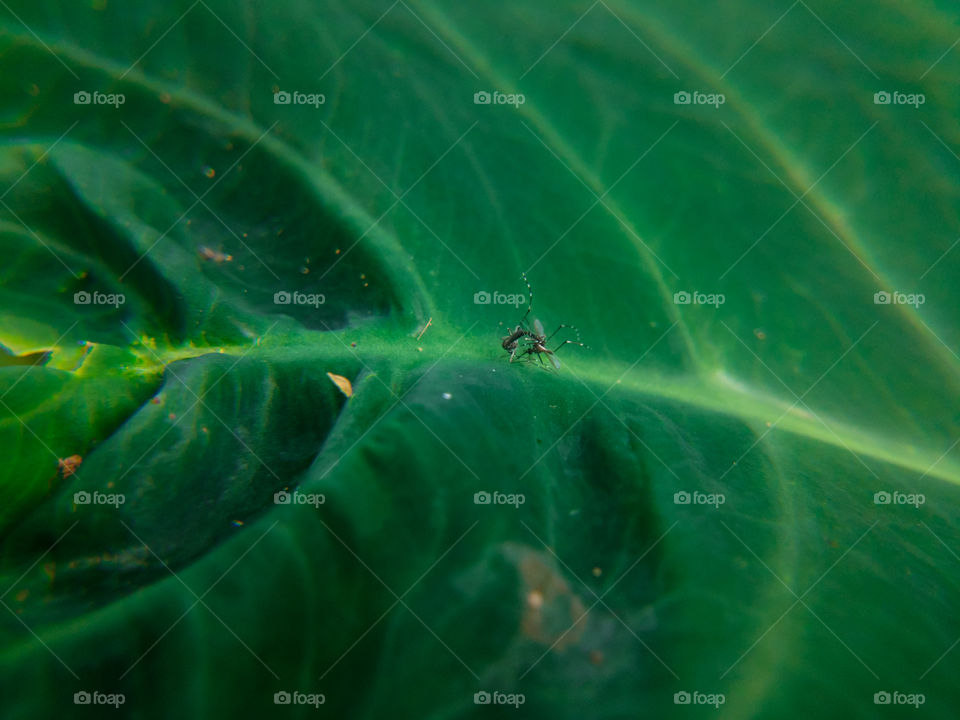 leaf Dan yang diatasnya ada nyamuk sedang reproduksi