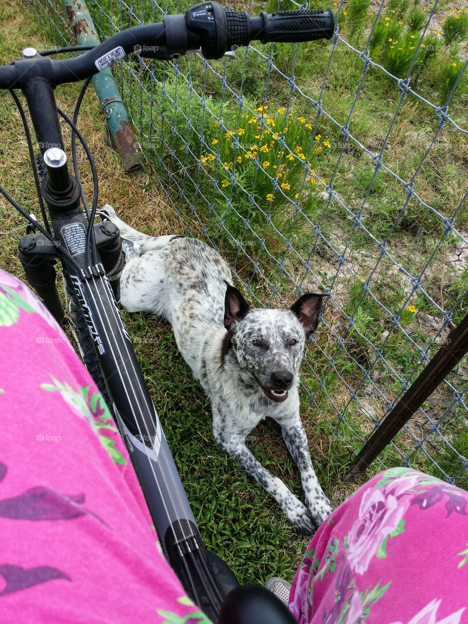 My Bicycle Buddy