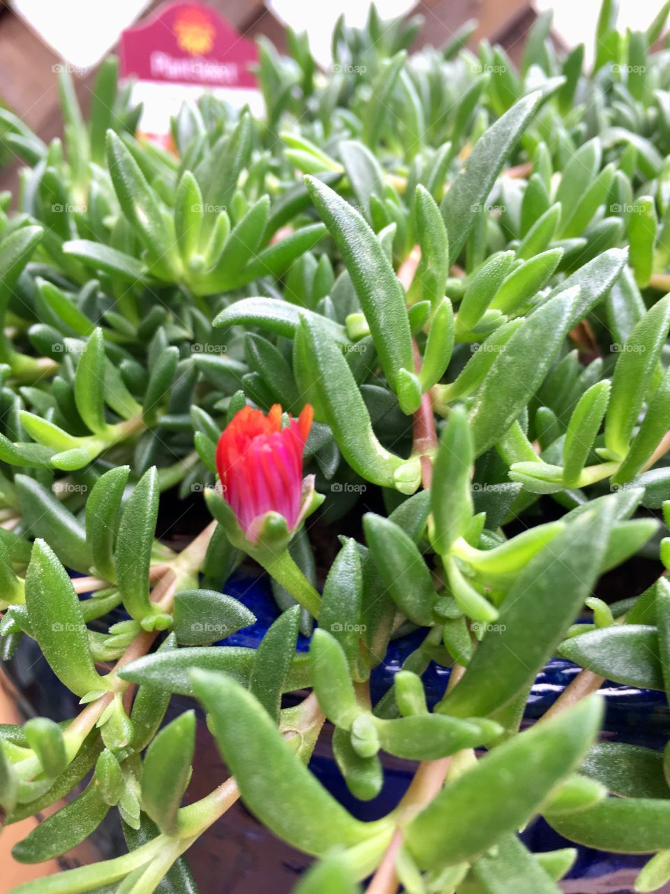 Tiny bloom