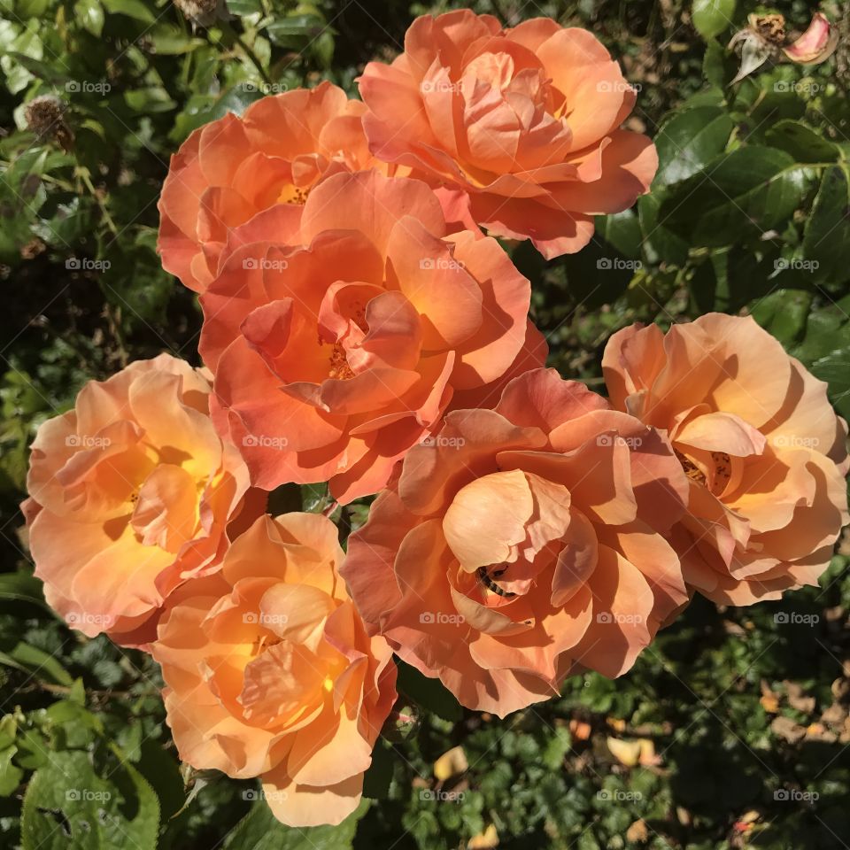 Oranges roses in full bloom