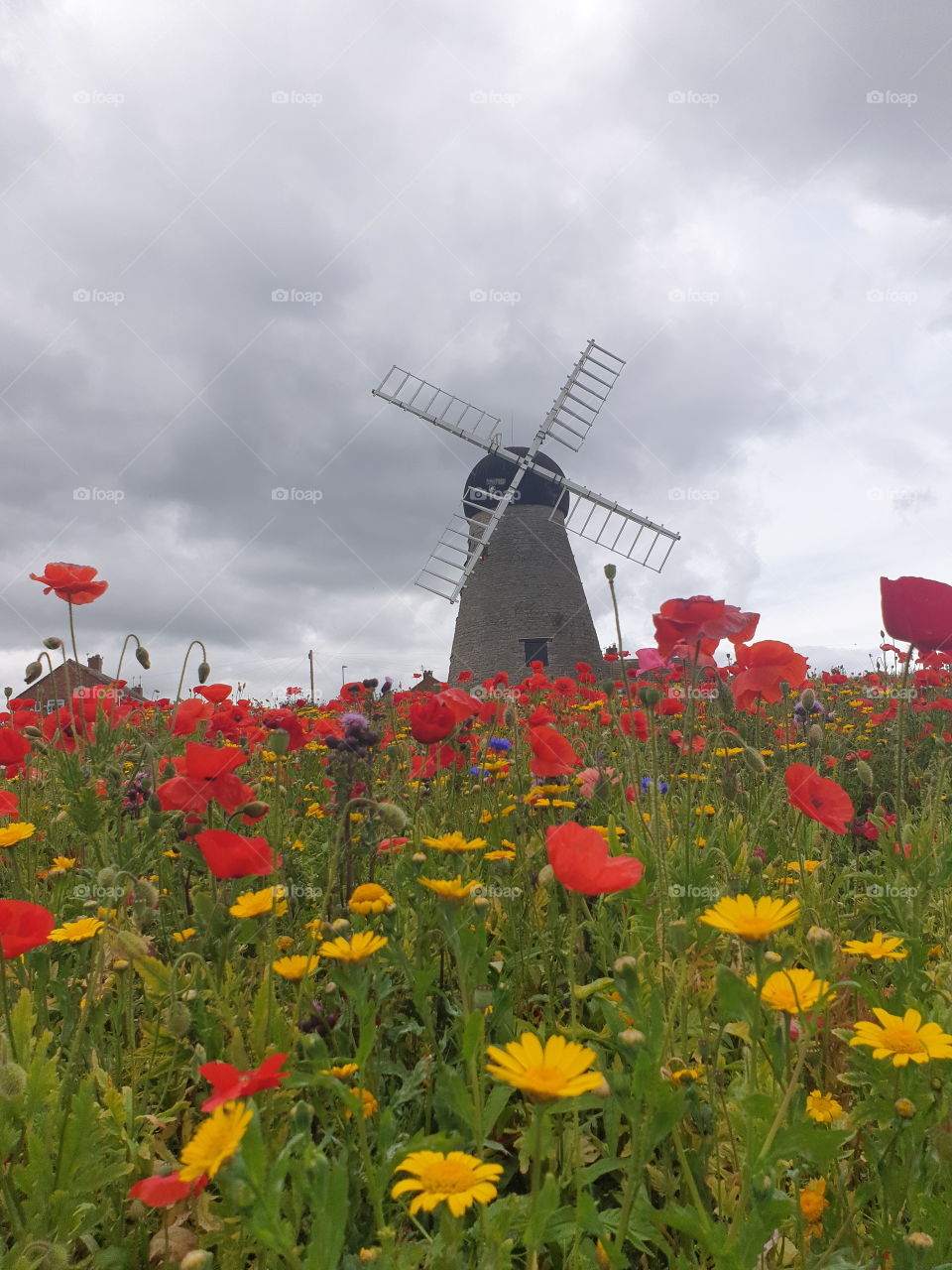 flowers before the windmill