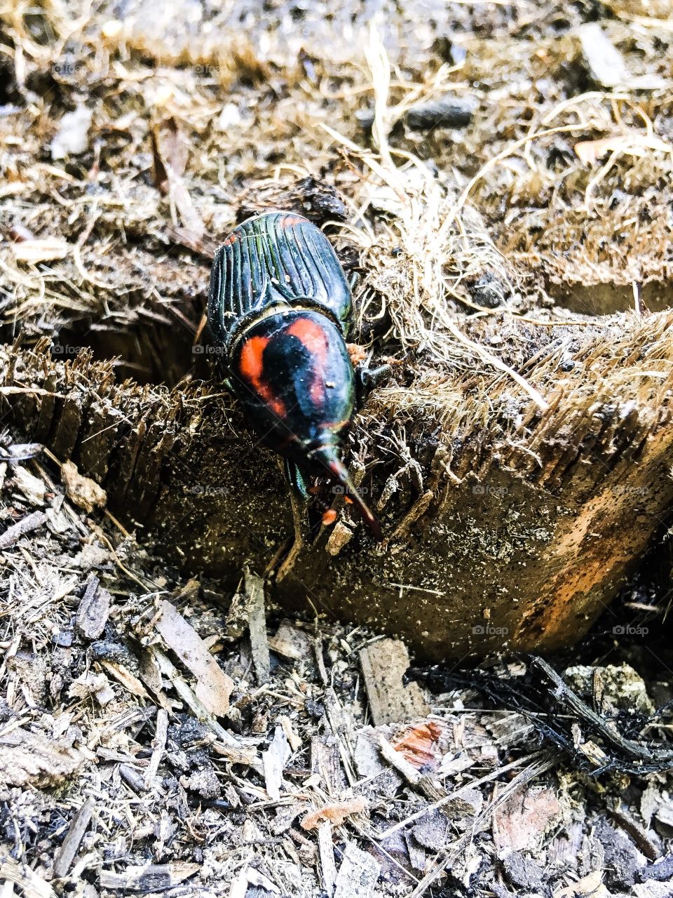 I never seen this Beetle before.