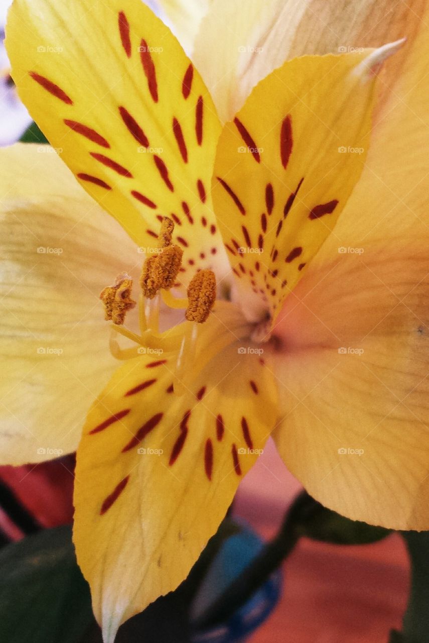 yellow lily