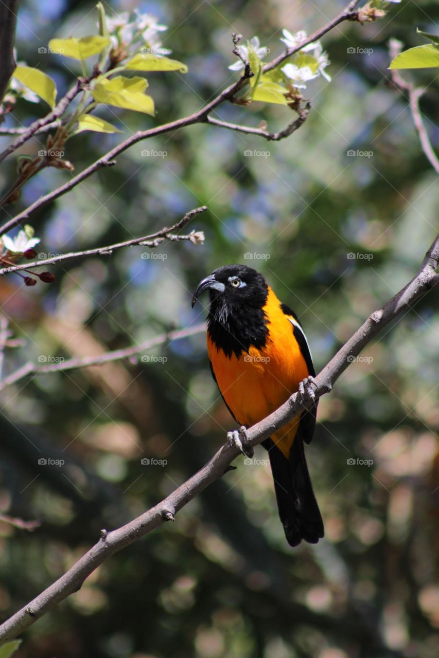 Yellow and black bird