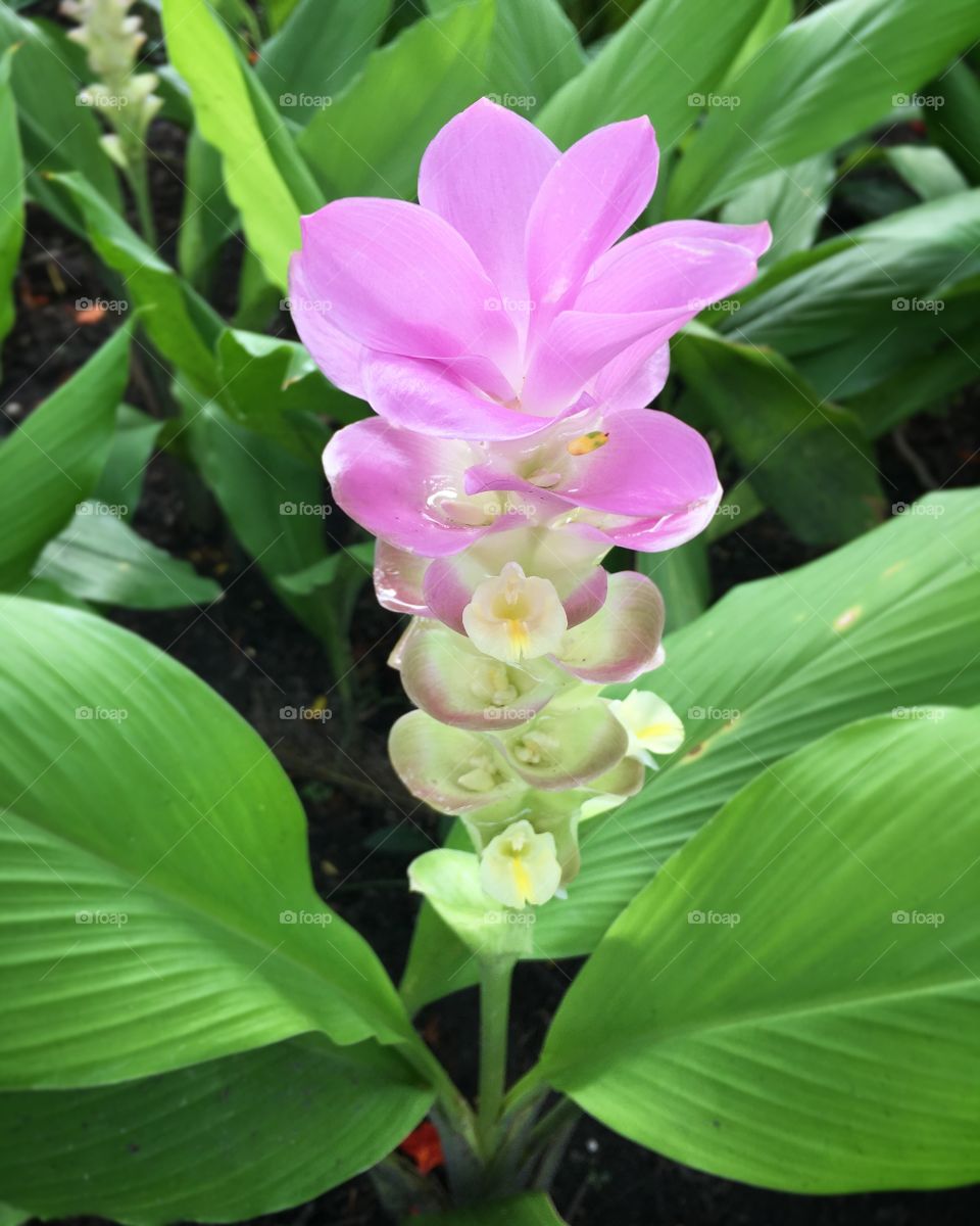 Krachai flower 