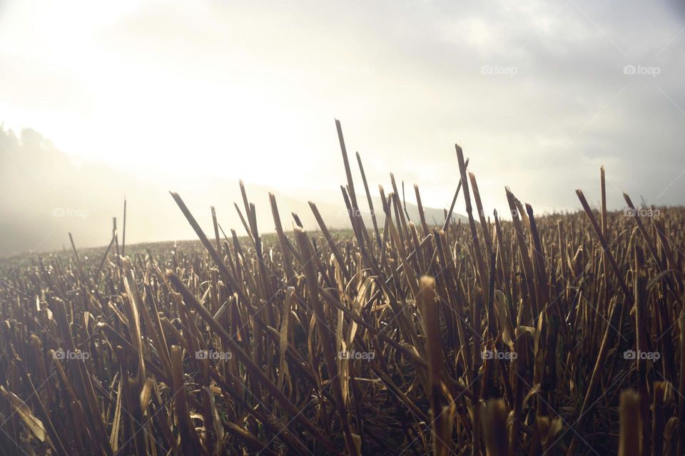 forest view location