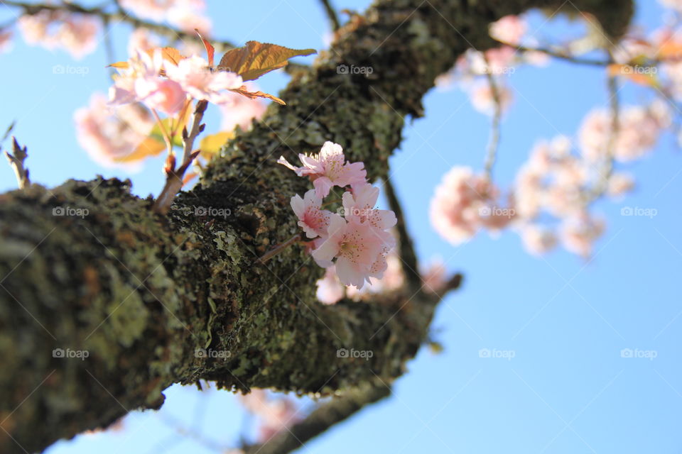 Cherry Blossom 