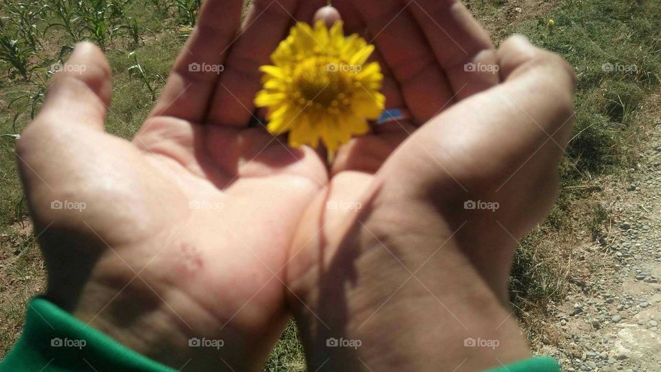 i m holding beautiful flower.