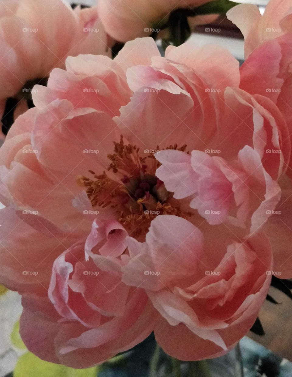 Peony flower