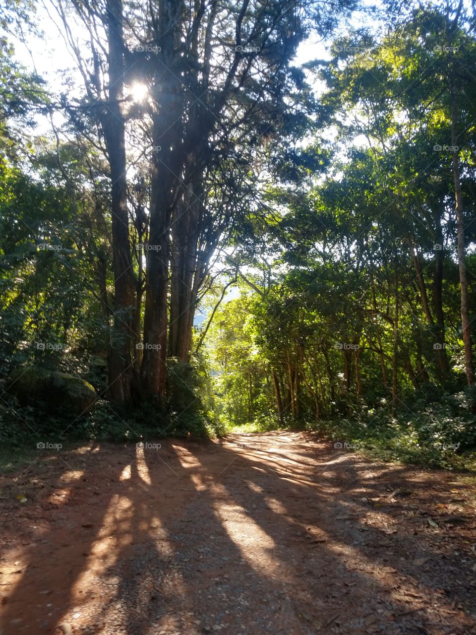 Tree, Wood, Leaf, Guidance, No Person