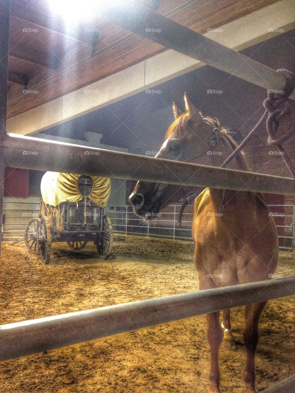 Beg for freedom. Horse in outdoor arena at a rodeo