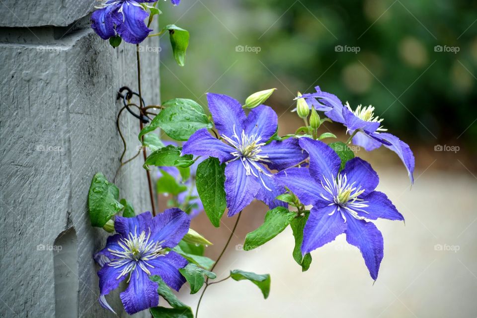 Clematis on a Fence Post