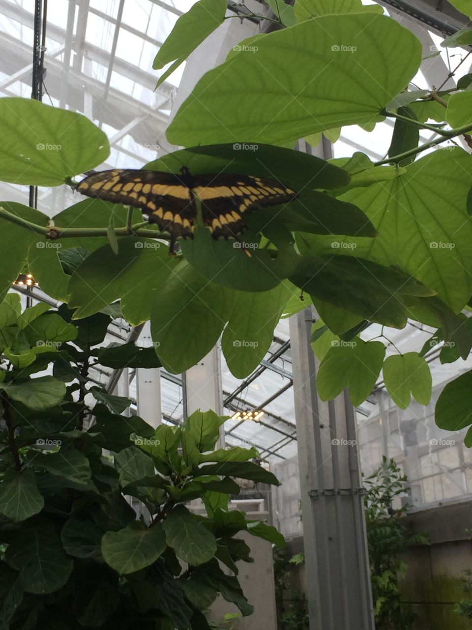 Green and Lush Rainforest. Flying Butterfly, Gorgeousness, Beauty, Hope, Light, Freedom, Kindness, open air, Home, A place to wear your hat, a place to feel like you belong, attachment, yellow and black beauty. 