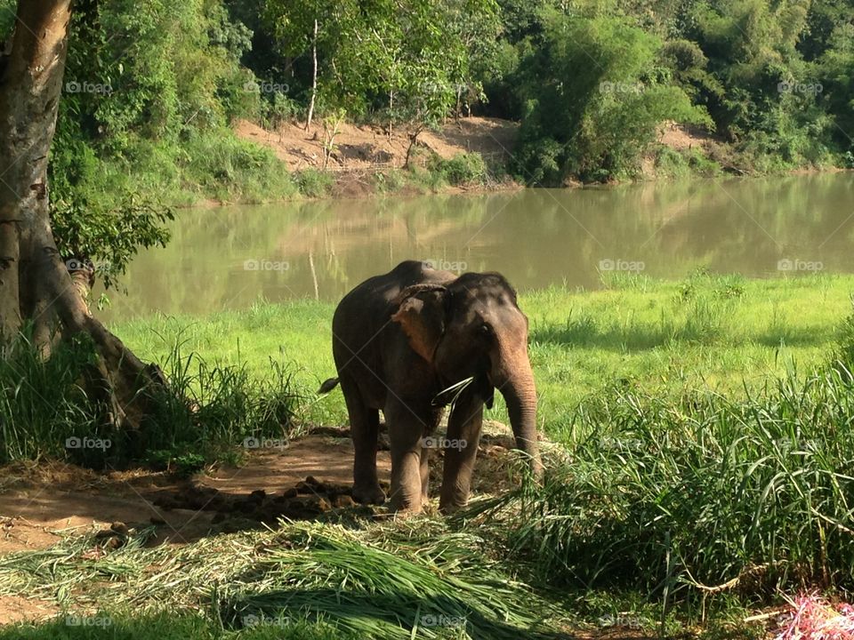 Nature elephant 