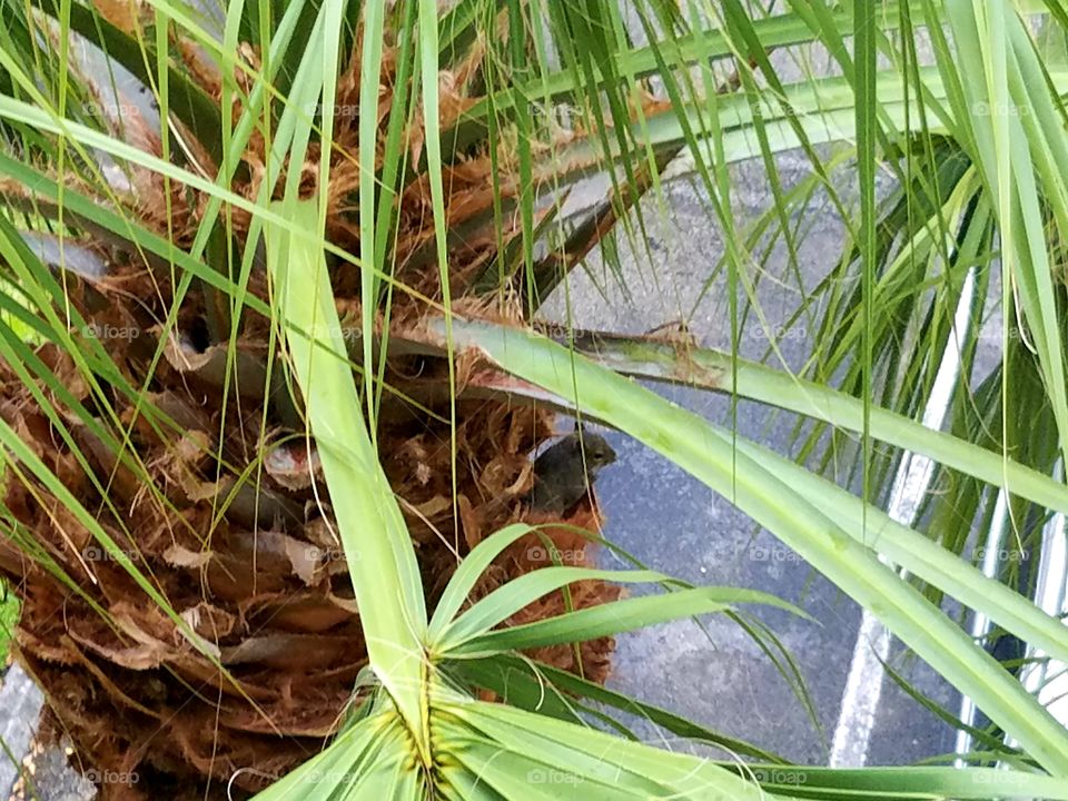 Squirrel Looking From Nest in Palm Tree