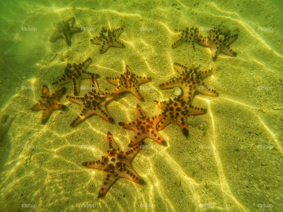 Starfish Family