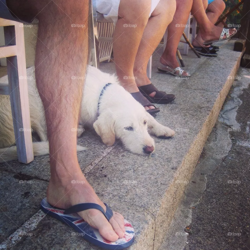 Dog