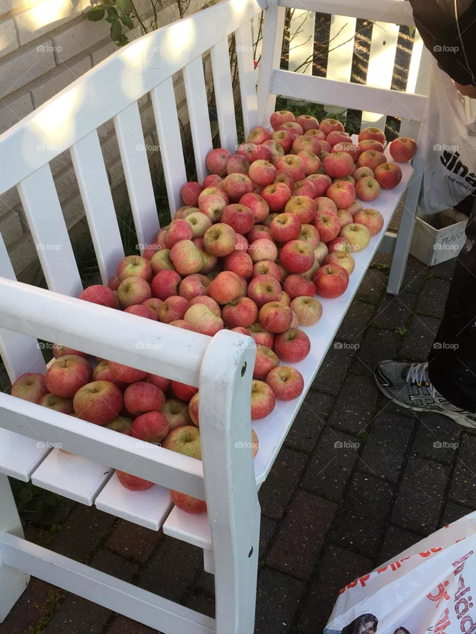 Apple harvest
