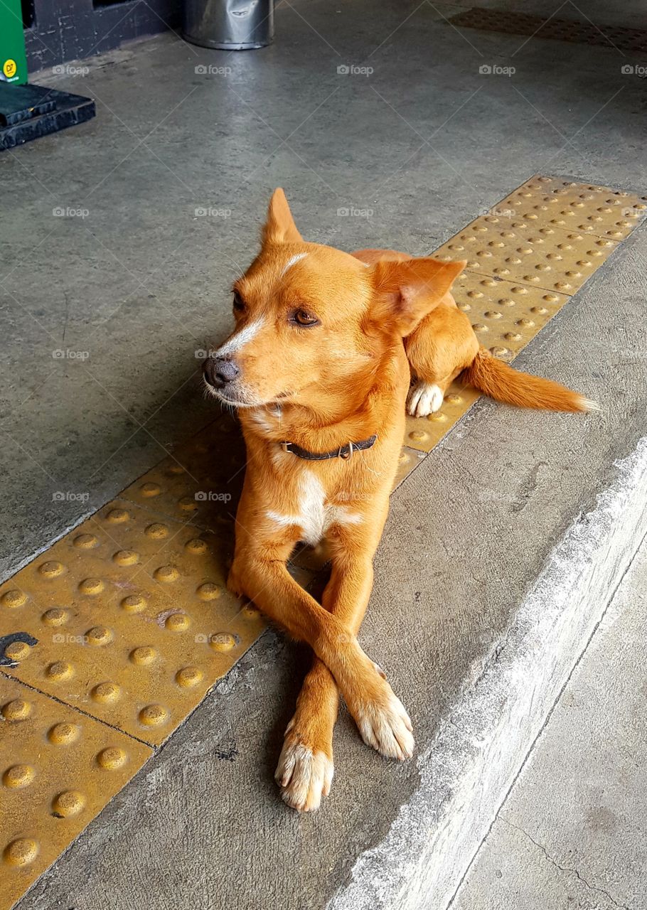 little dog  - please my best angle