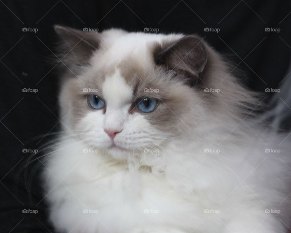 Close-up of white cat