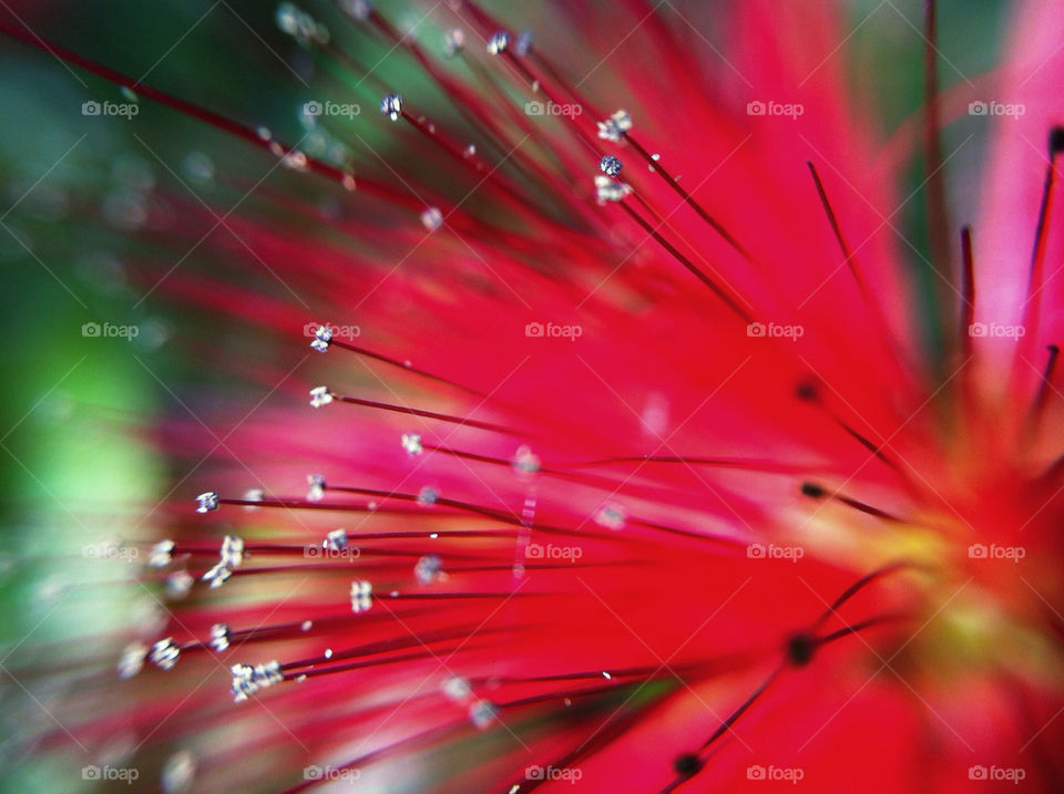 Close-up of red flower