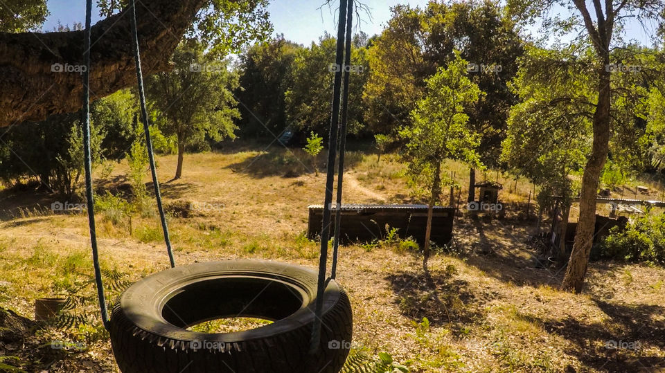 Swing made with a tire hanging on a tree in a rural farm in Central Portugal in a sunny day