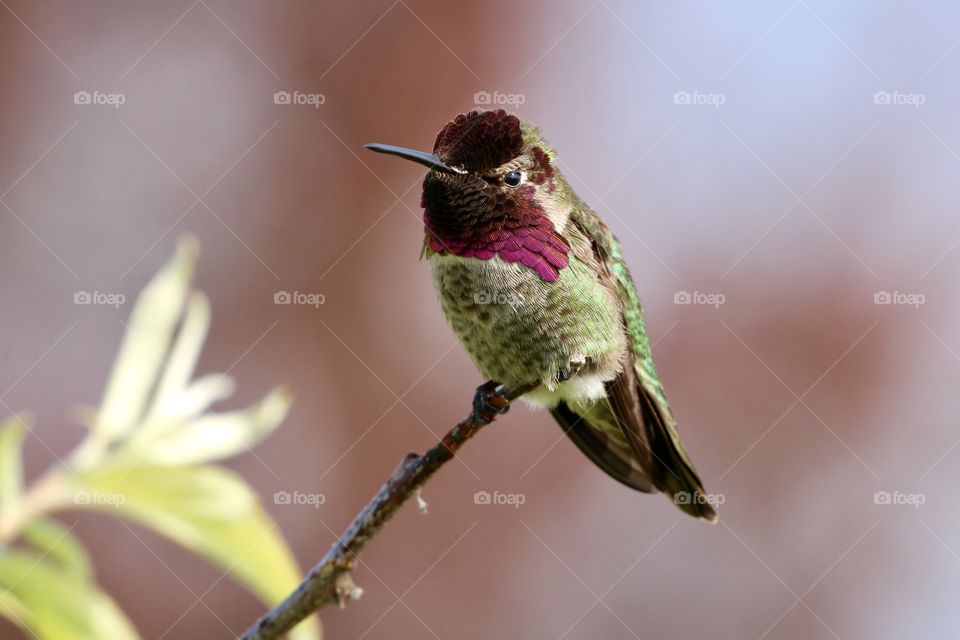Beautiful colourful hummingbird -green on its stomach, emerald on its back and pink under its neck . Standing with a charm against a light background