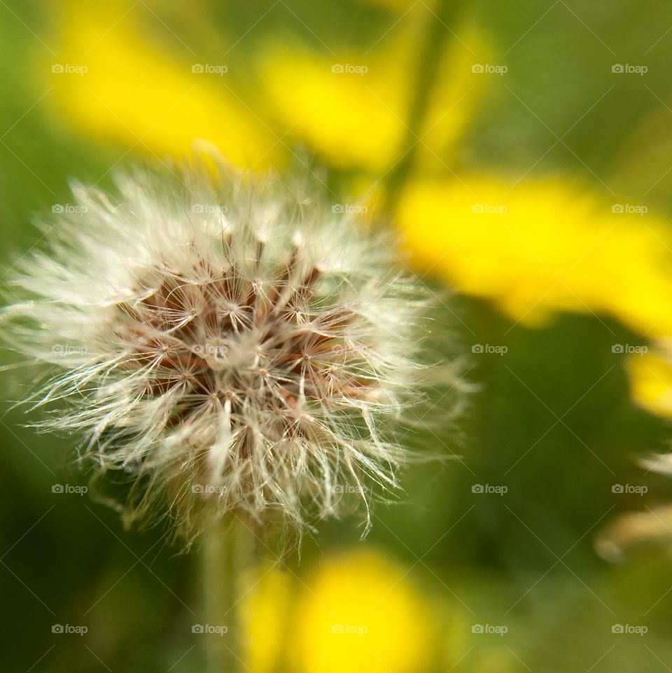 dandelion