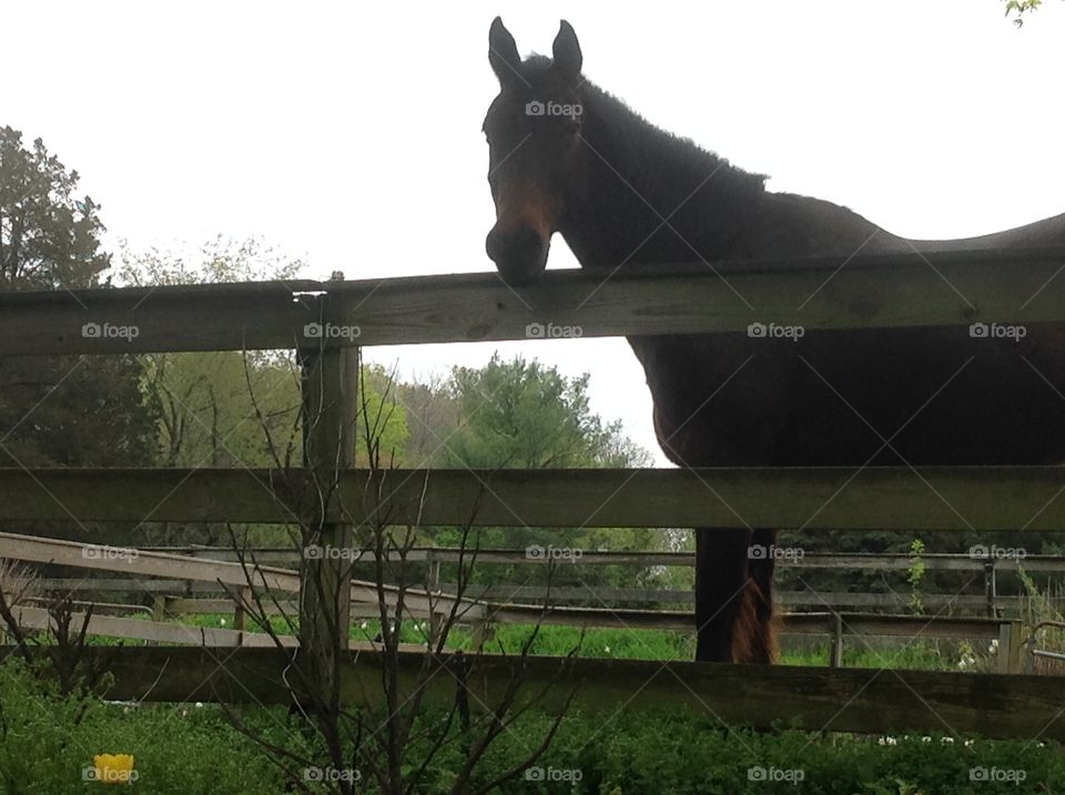 A brown horse grazing at the farm.