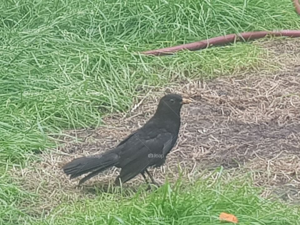 wild life of a black bird standing on the green grass.
